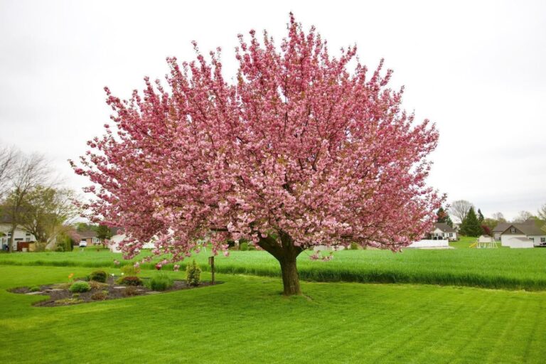 A beautiful tree on a vivid green lawn.