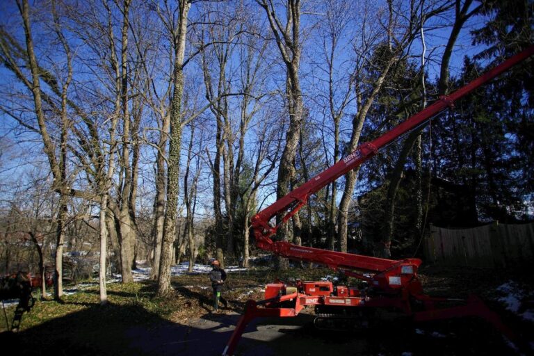 New Castle tree services trimming a client’s trees.