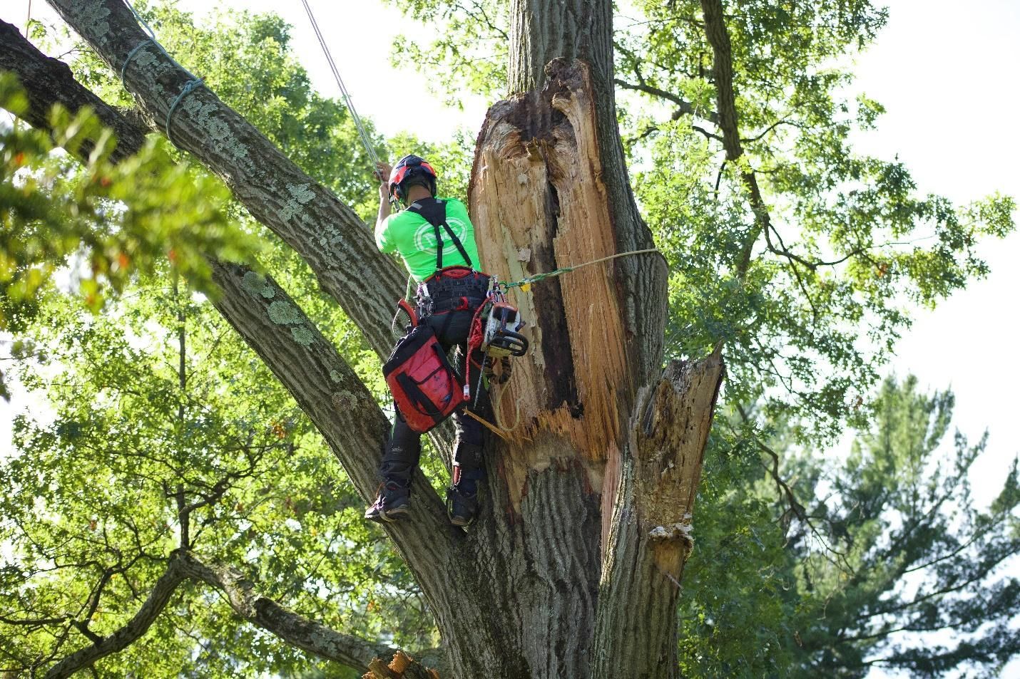 A New Castle arborist attending a damaged tree.