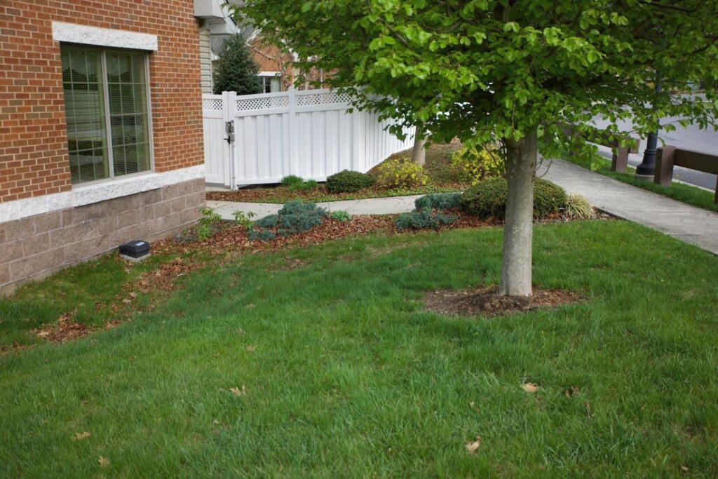 Fallen leaves near home