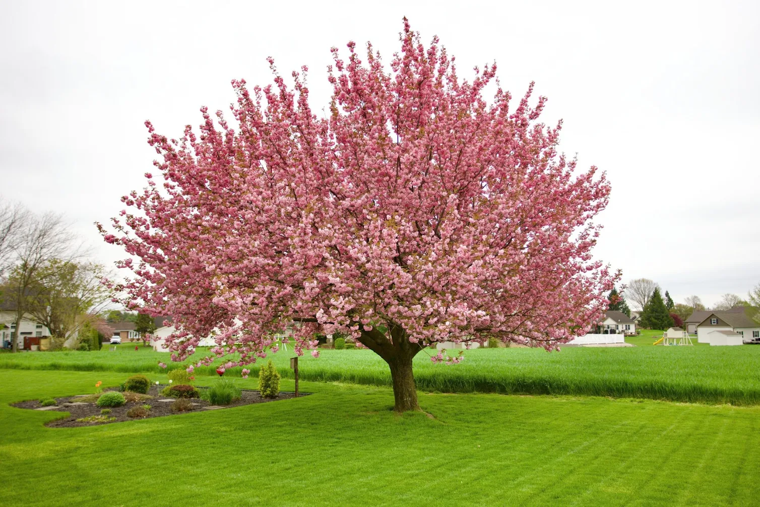 a cherry blossom tree on a gray day.