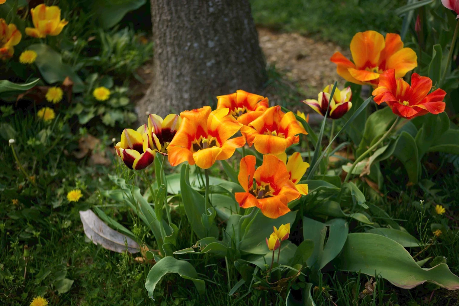 yellow and orange flowers.